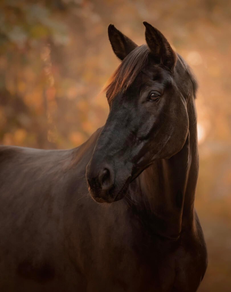 Project photo